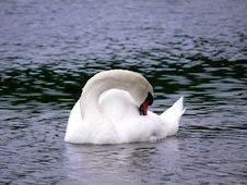 Swan Lake Royalty Free Stock Photography Swan Lake Royalty Free Stock Photography