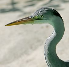 Heron 1 Stock Images
