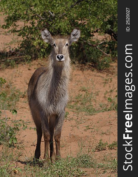 A waterbuck female taken in Kruger Park,South Africa