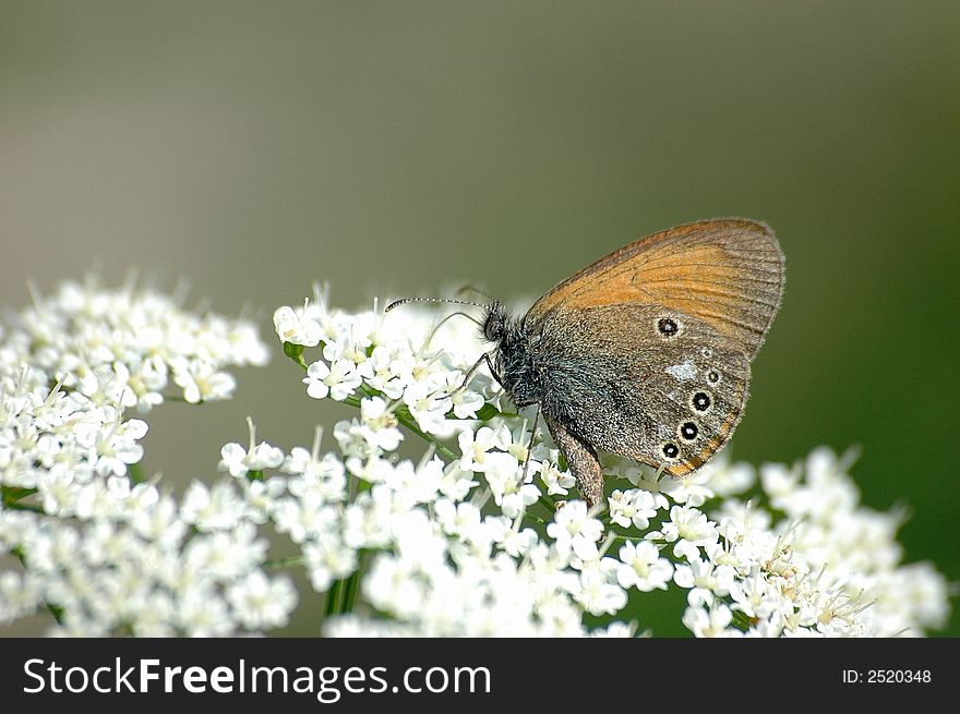 White flowers and wild butterfly