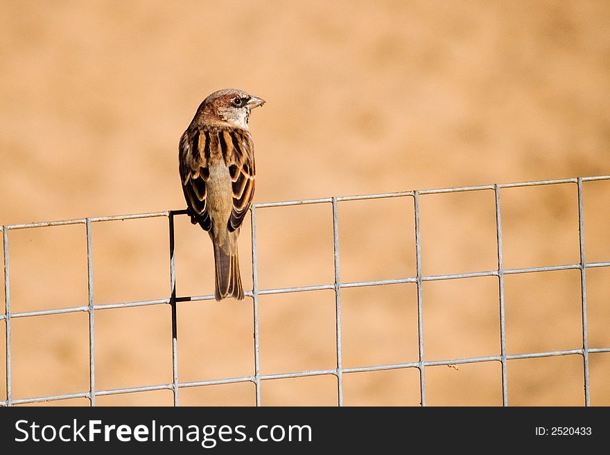 Sparrow on the wire fence with sand background. Sparrow on the wire fence with sand background