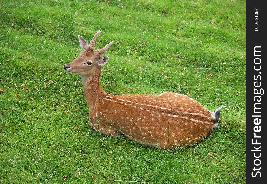 Deer resting on a grass and chewing his cud