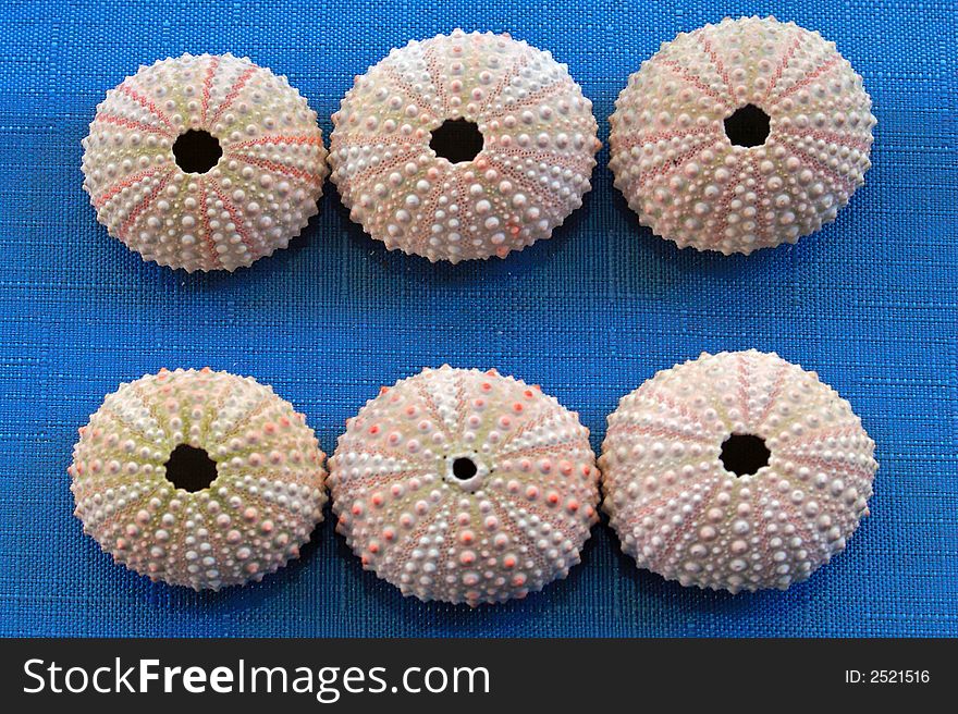 Six seashells in groups of three in two rows. Six seashells in groups of three in two rows