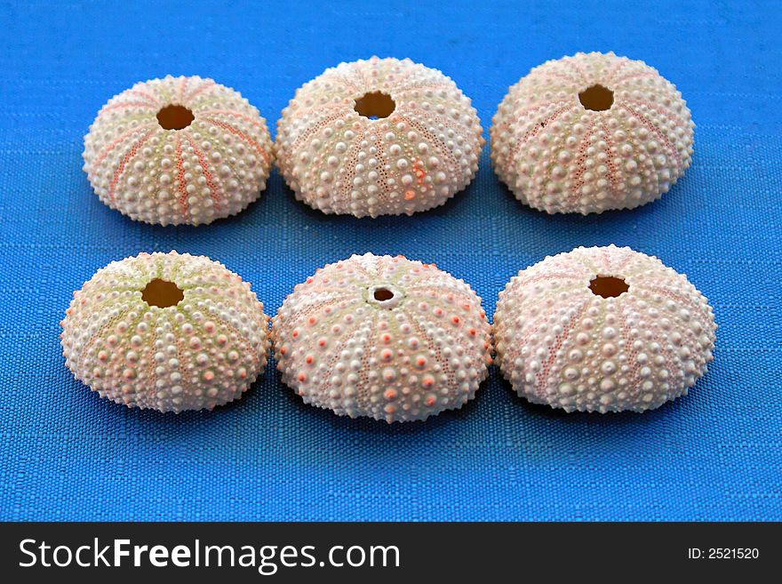 Six seashells lined up in two rows in groups of three. Six seashells lined up in two rows in groups of three