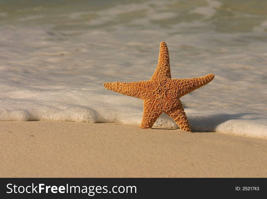 A single starfish in the sand with incoming foamy ocean surf. A single starfish in the sand with incoming foamy ocean surf.