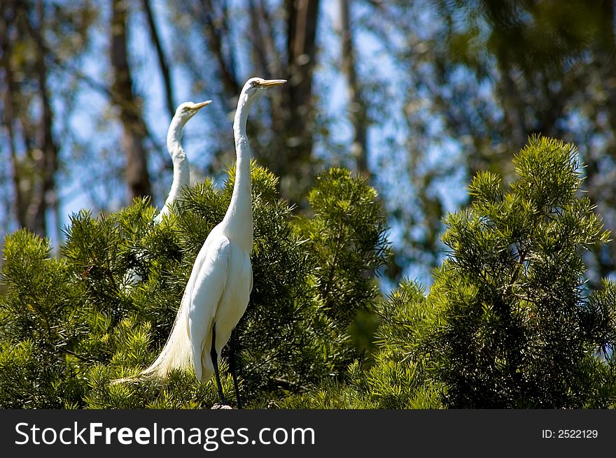 Two Great Egrets in a tree. Two Great Egrets in a tree