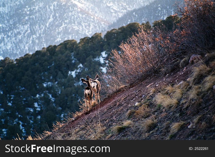 Two deer walking away together