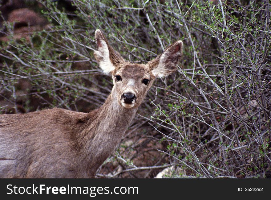 Close up of deer looking at me looking at him. Close up of deer looking at me looking at him