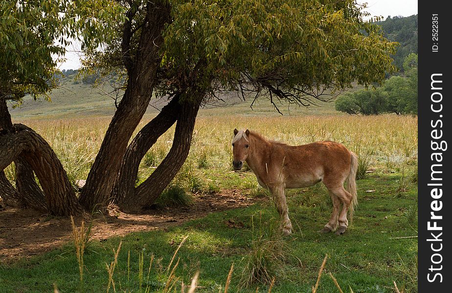 A pony standing next to a tree in colorado. A pony standing next to a tree in colorado