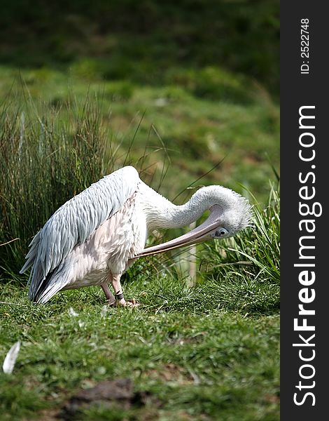 Pink backed pelican on grassland