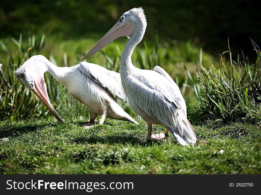 Two pink backed pelicans on grassland