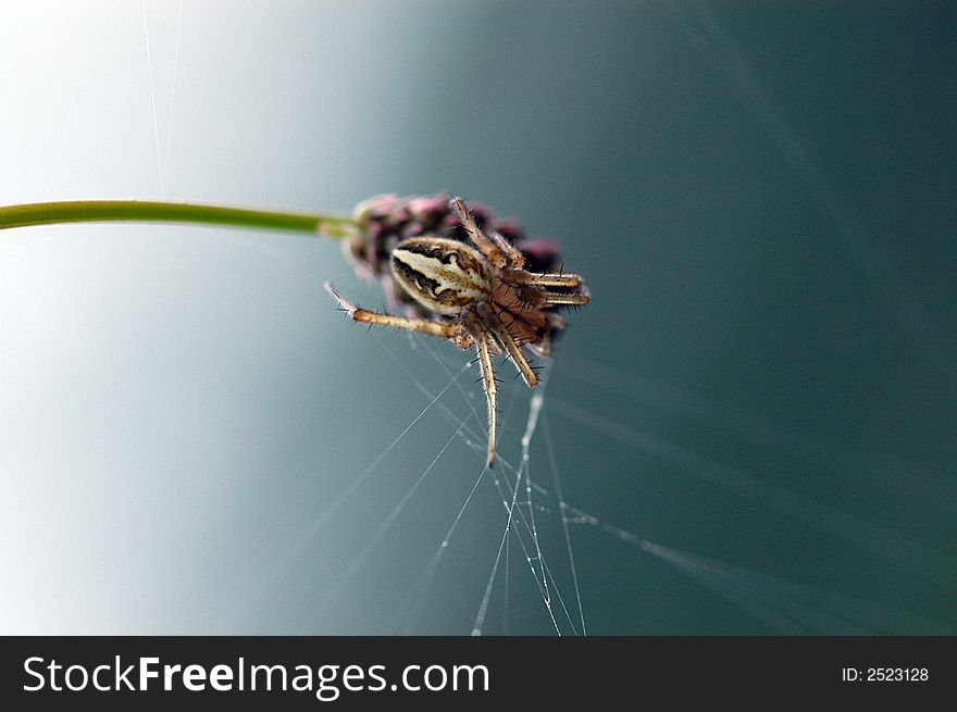 Spider and spider web