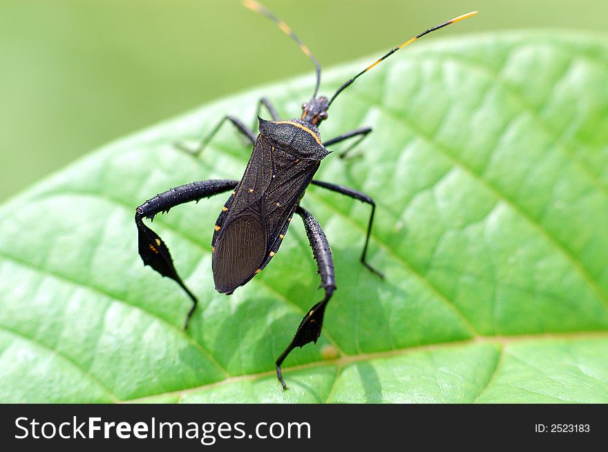 Black Insect And Leaf