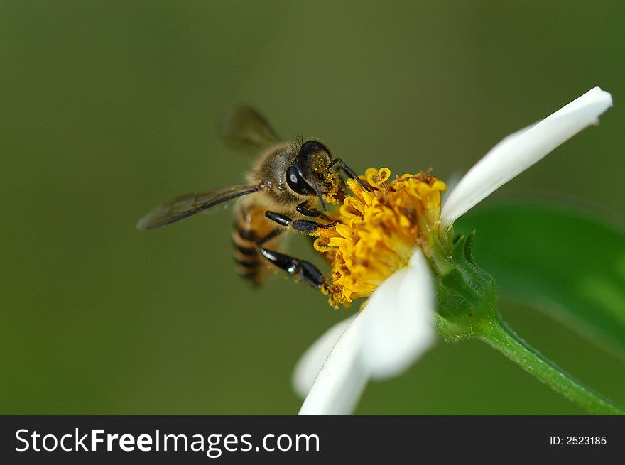 Tiny bee and flowers in the gardens