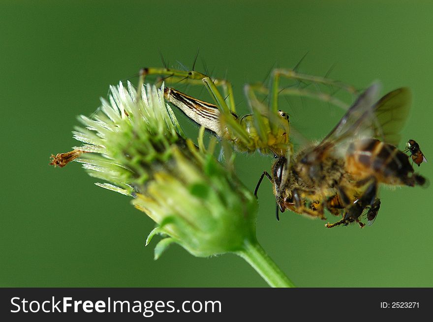 Spider Eating A Bee In The Gar