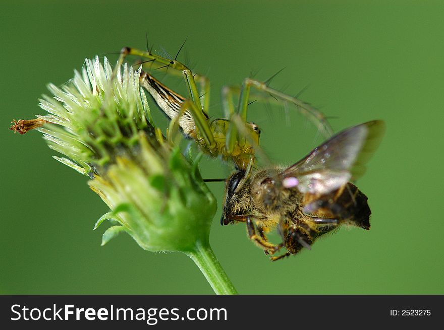 Spider Eating A Bee