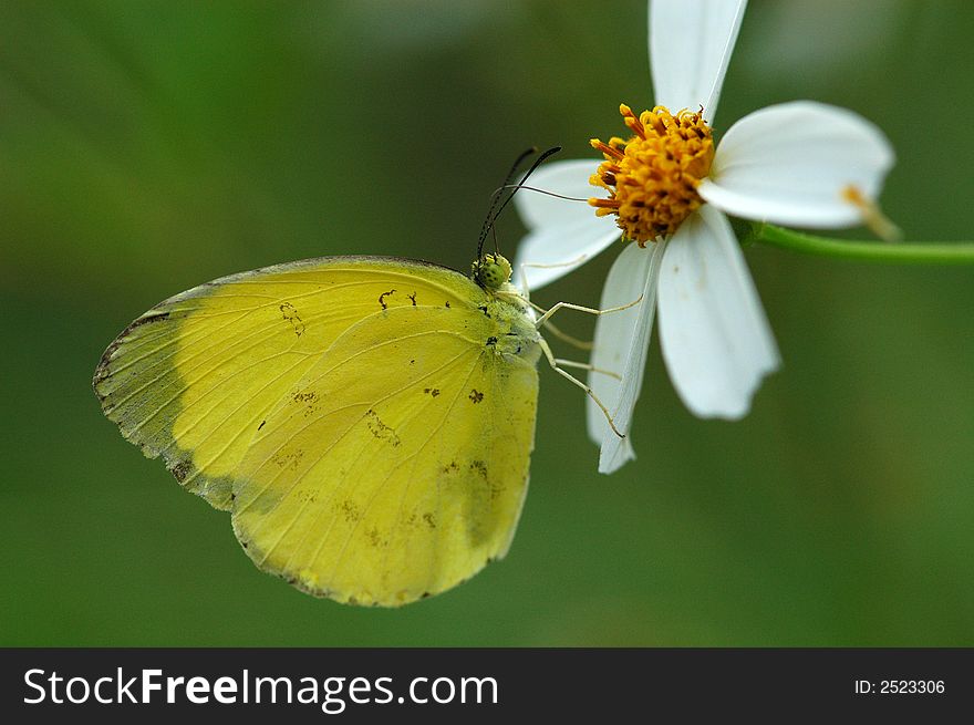 Beautiful butterfly and flowers in the gardens