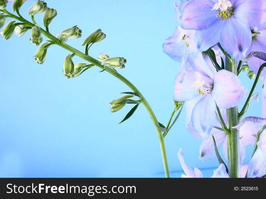 Blue flower-colorful romantic flower