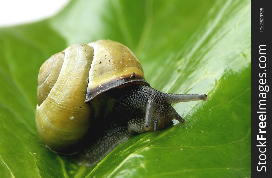 Snail on leaf close up. Snail on leaf close up.