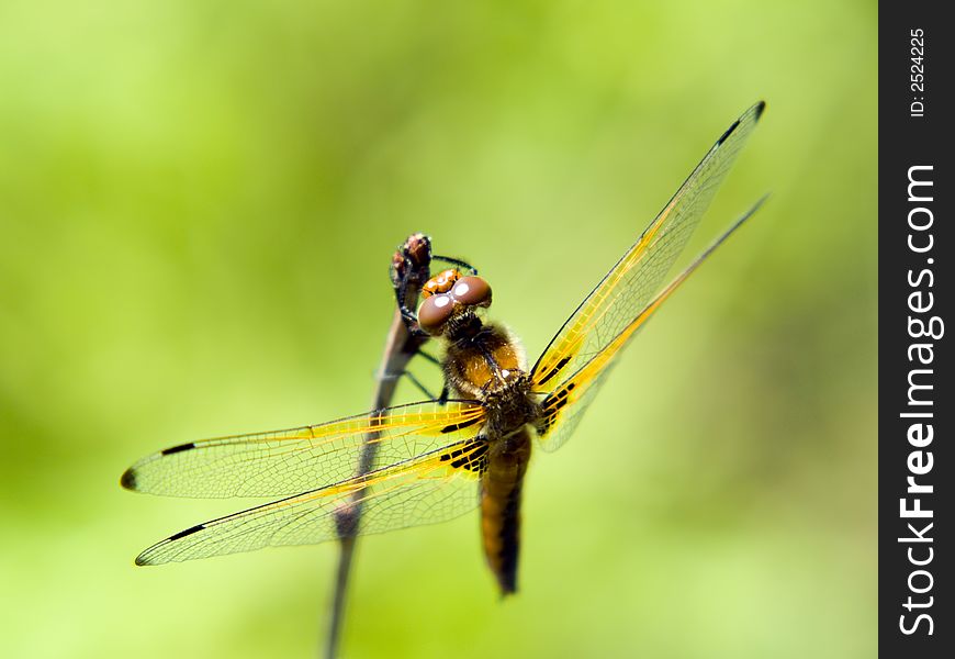 Close-up dragonfly on the branch