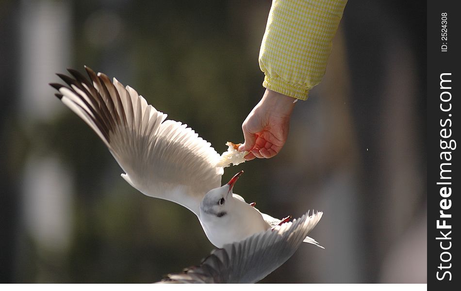 Feeding a seagull with bread. Feeding a seagull with bread
