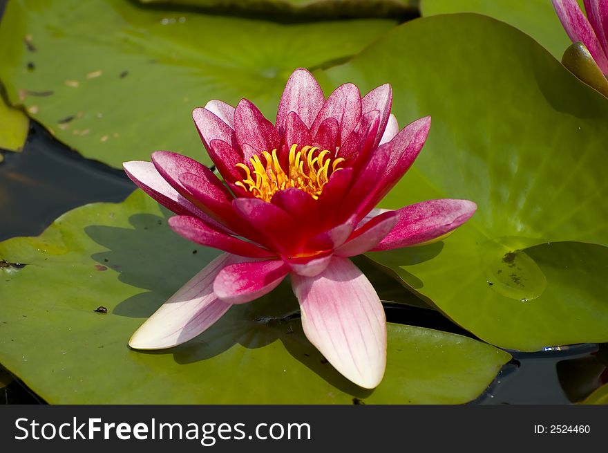 Pink exotic waterlilies blooming in pond. Pink exotic waterlilies blooming in pond