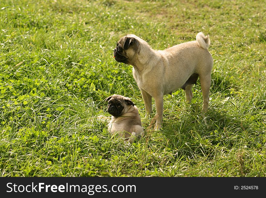 Carlin dogs just playing on the grass