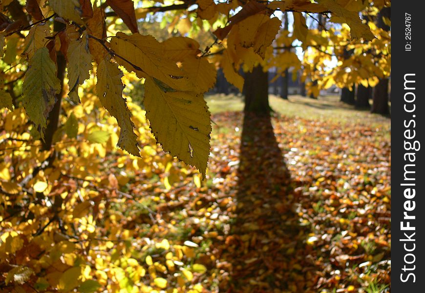 Colour leaves in the park