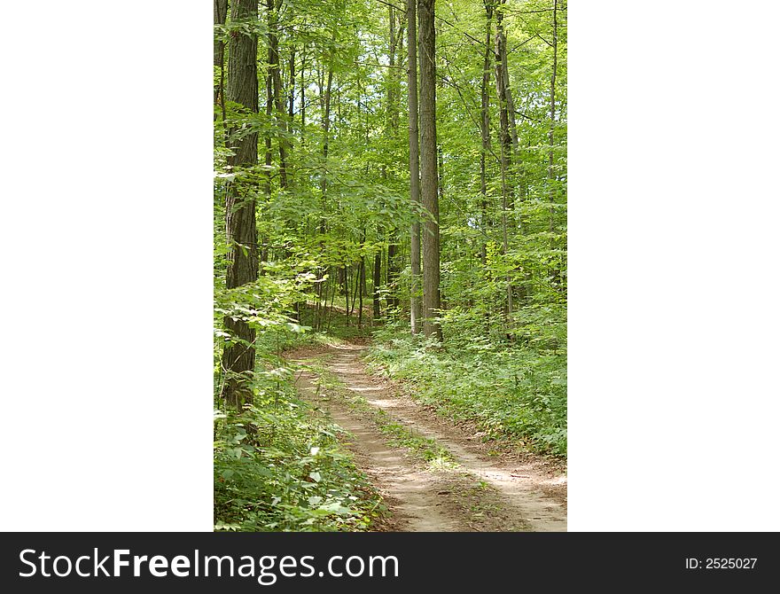 A wooded trail through a green leaved forest. A wooded trail through a green leaved forest