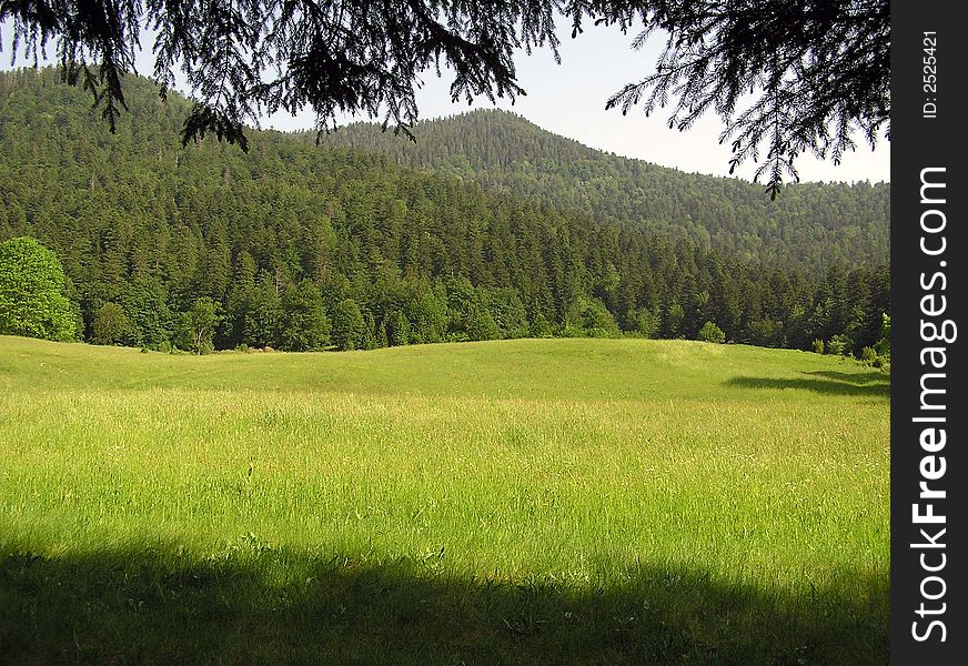 green meadow in the mountain