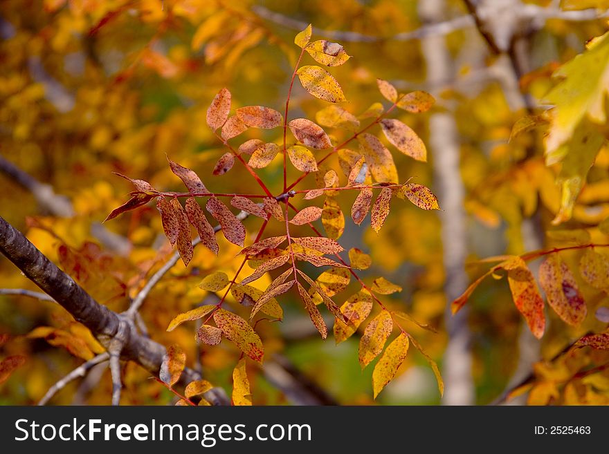 Leaves, autumn, yellow, park, daylight, branches, trees, nature,
