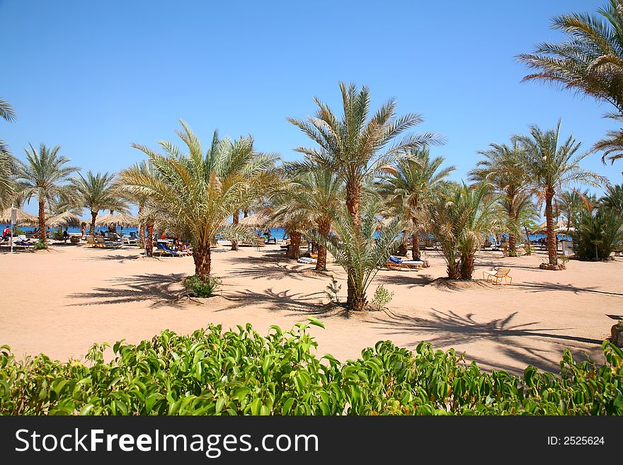 Palm sand beach in tropic