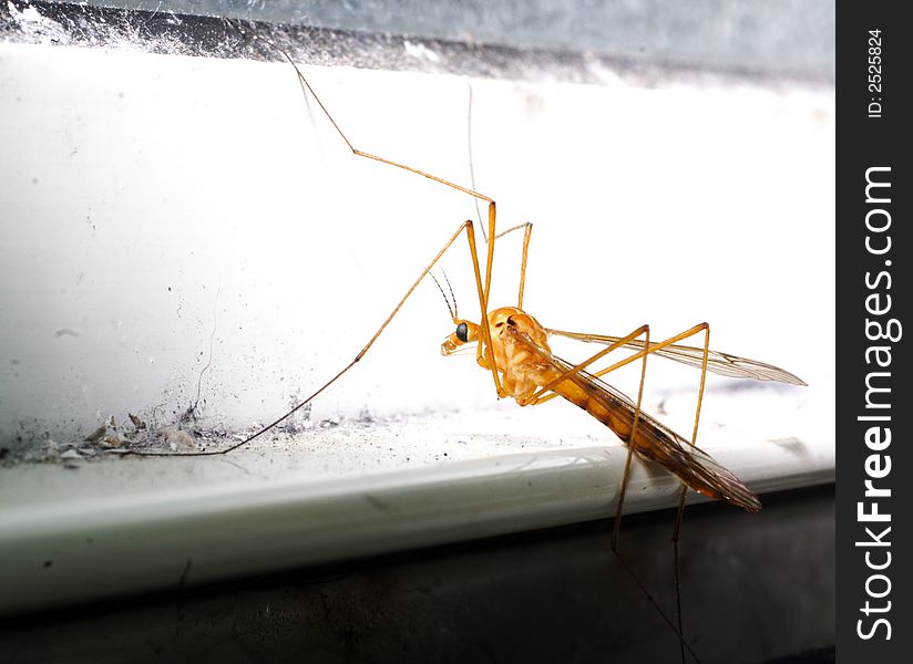 Picture of a Crane Fly on a windowsill