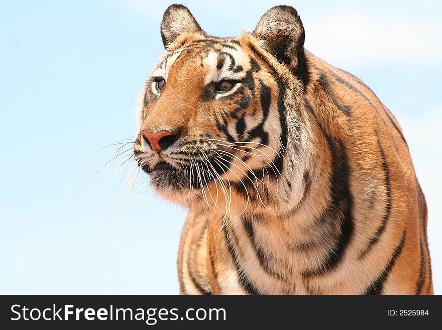 Beautiful tiger on alert watching her prey. Beautiful tiger on alert watching her prey