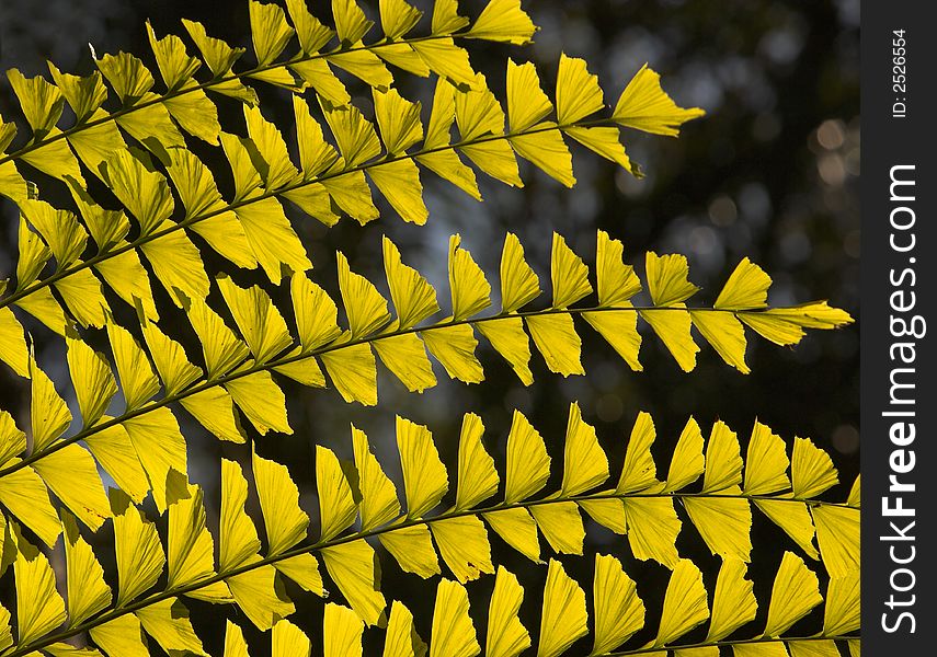 A close up photo of orange autumn leaves in semi-tropical climate area