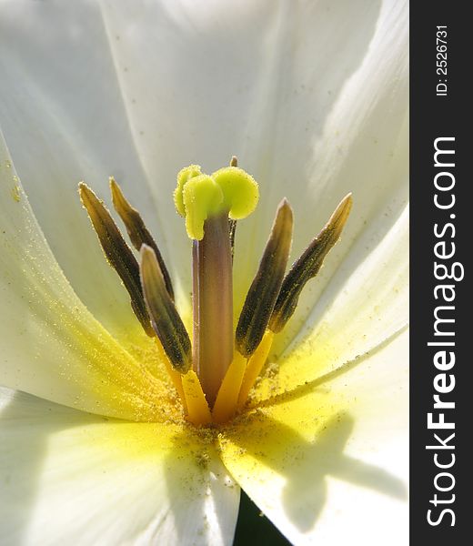 A close-up photo of traditional white and yellow tulips in springtime. A close-up photo of traditional white and yellow tulips in springtime