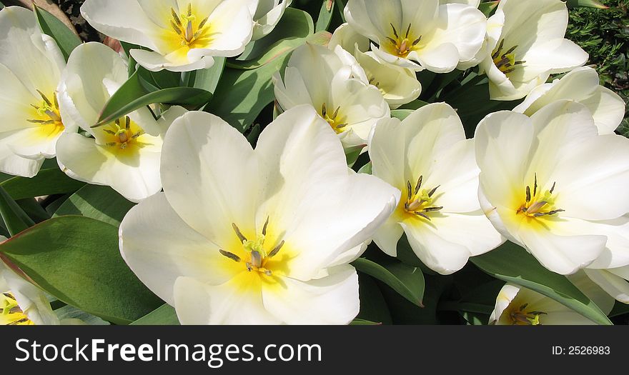 A photo of traditional white and yellow tulips in springtime. A photo of traditional white and yellow tulips in springtime