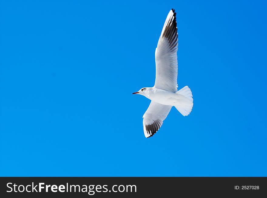 White seagull fly on blue summer sky