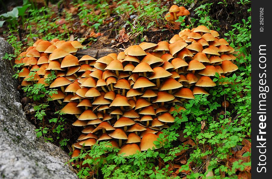 Beautiful Mushrooms in the Autumn .
Look like a favela of mushrooms