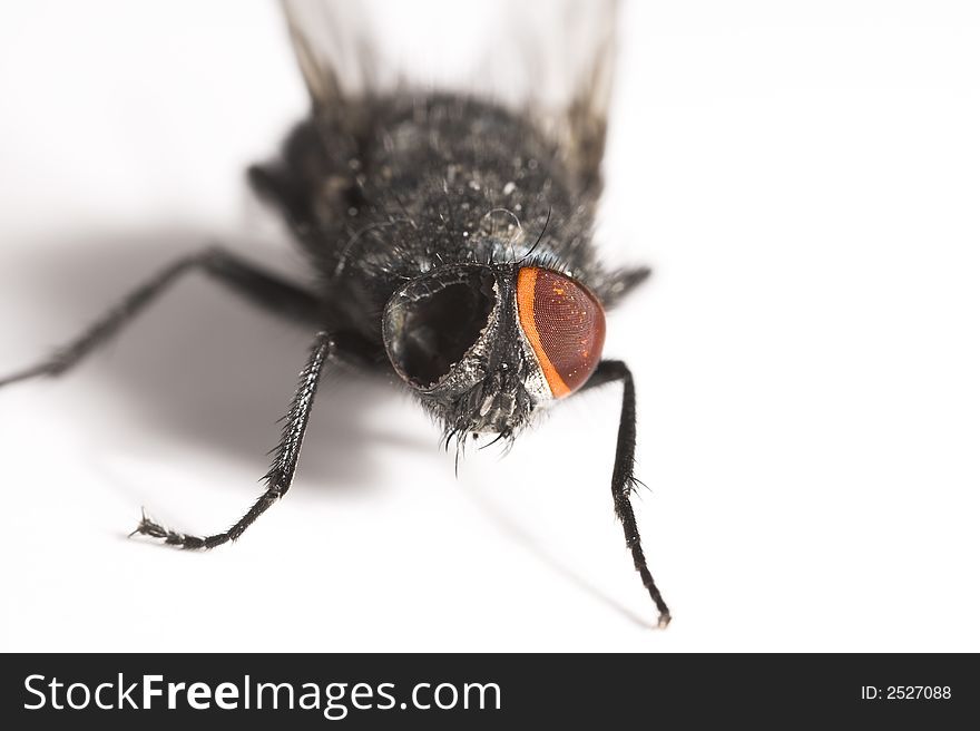 A macro photo of a one-eyed fly. A macro photo of a one-eyed fly