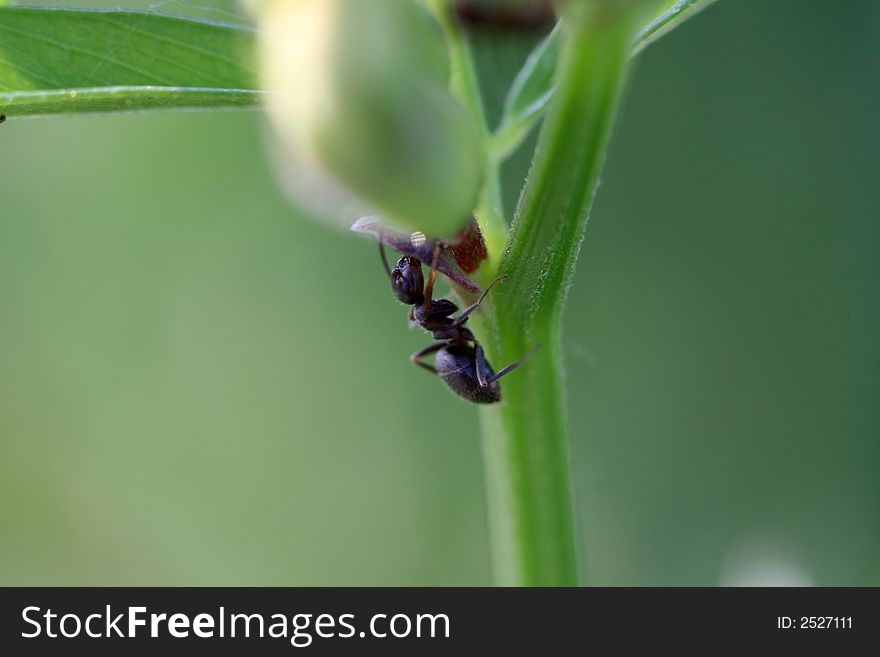 Photo about a little insect in the garden. Photo about a little insect in the garden.