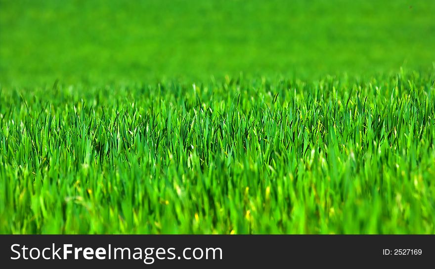 A photo of grass (partly blurred), useful as background. A photo of grass (partly blurred), useful as background