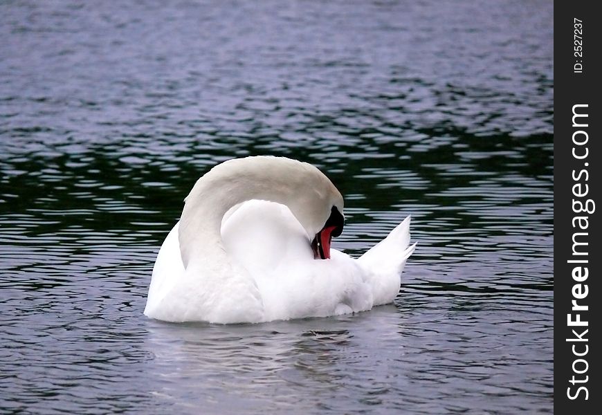 Portrait of mute swan in lake. Portrait of mute swan in lake