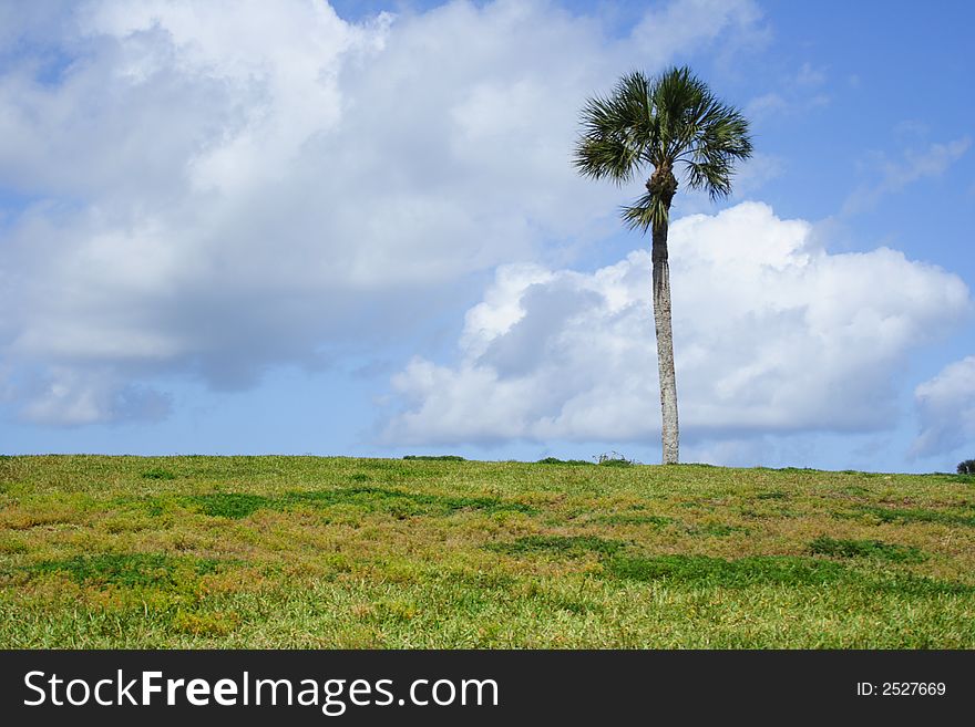 Lonely palmtree in the horizon