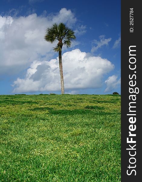 Centered palmtree with cloudy background. Centered palmtree with cloudy background