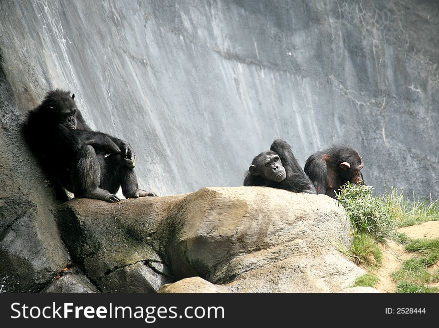 Chimpanzee Relaxing on the Rocks on a Sunny Day