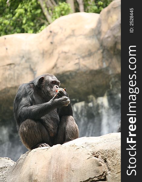 Chimpanzee Eating a Tomato on a Large Rock