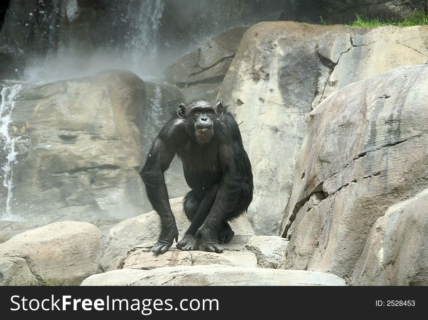Chimpanzee Prancing on the Rocks With Waterfall Background. Chimpanzee Prancing on the Rocks With Waterfall Background