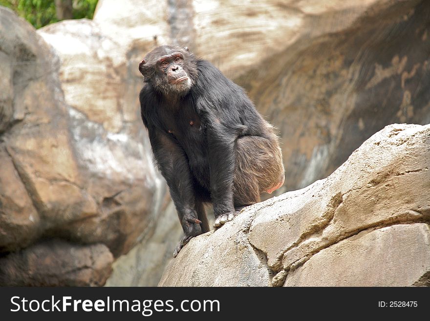 Curious Chimp Sitting on a Rock. Curious Chimp Sitting on a Rock