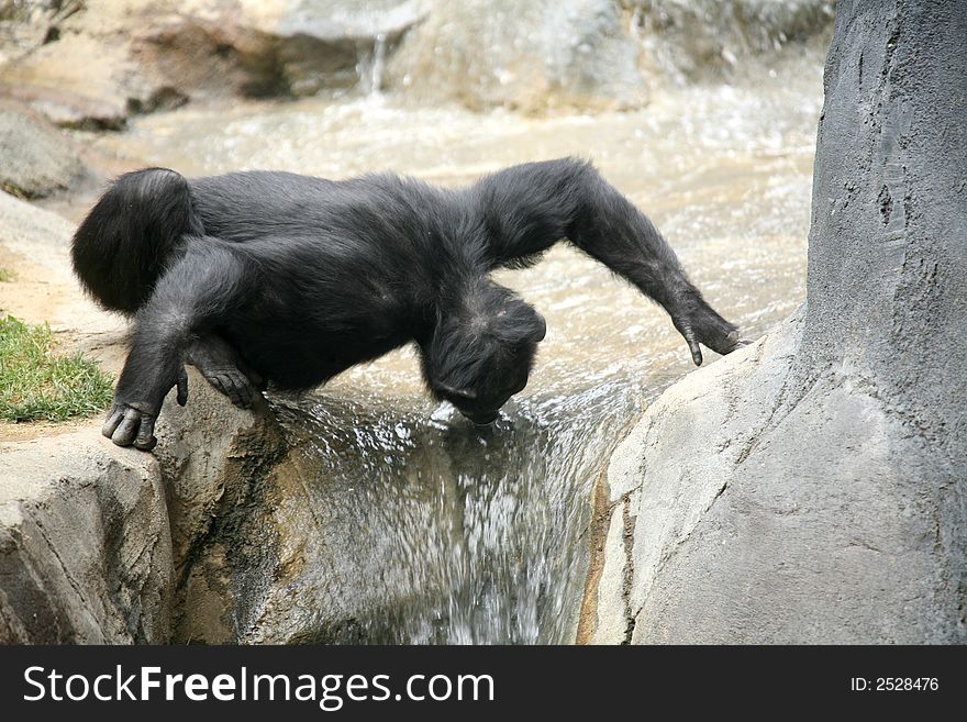 Chimpanzee Drinking Water From a Waterfall Stream